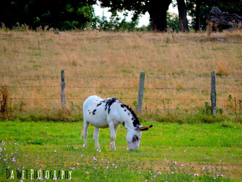 Gite Le Bourgneuf Fresnay-sur-Sarthe Buitenkant foto